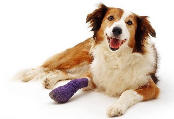 「犬の怪我」