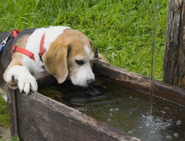 「犬のくしゃみ中の感染症」