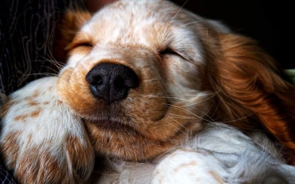 「犬は夢の中でひきつります」