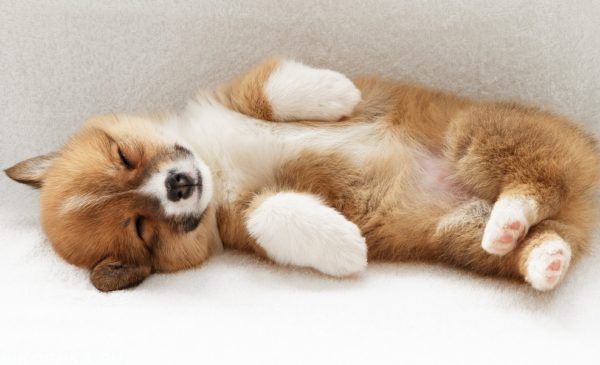 「犬は夢の中でひきつらせて記事を読む」