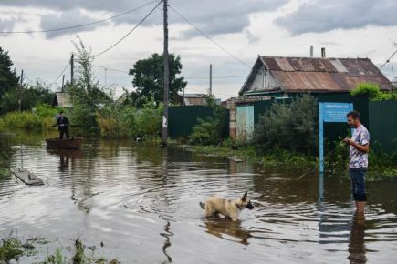 「浸水した近所の犬」