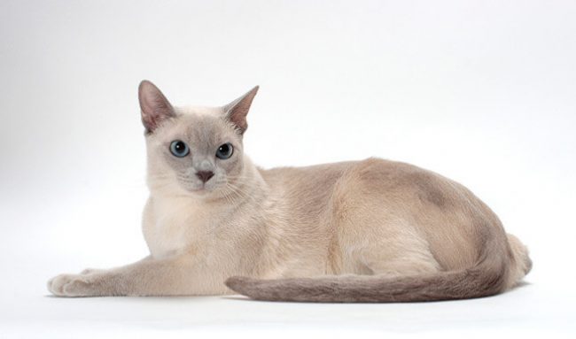 「トンキン猫」
