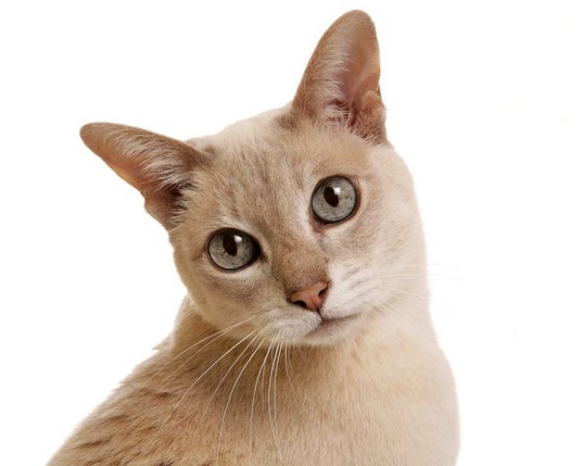 「とんき猫」