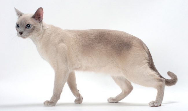 「とんき猫」