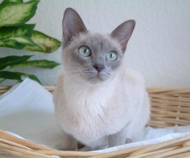 「とんき猫」