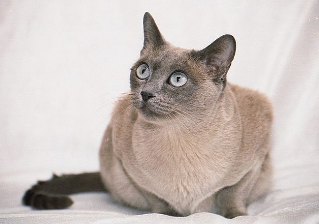 「トンキン猫」