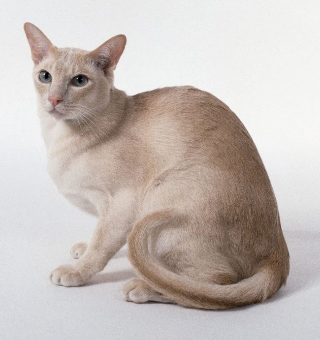 「とんき猫」