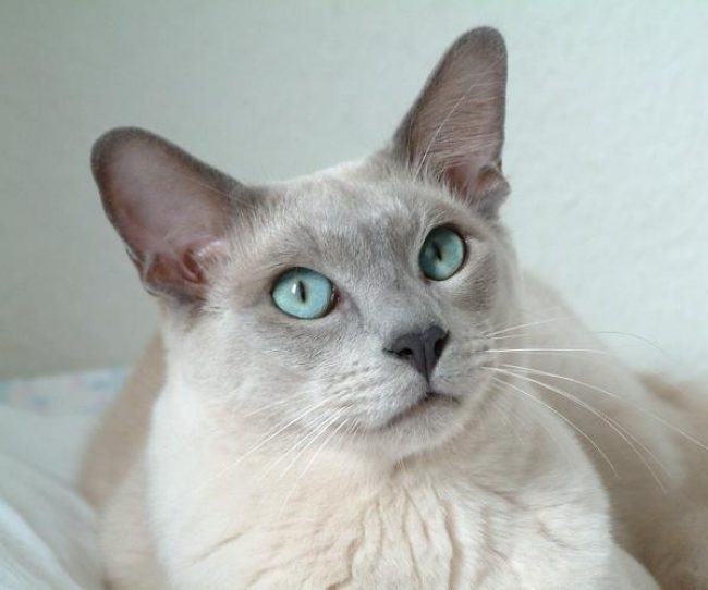 「トンキン猫」