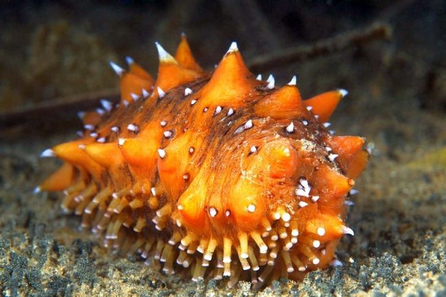 「貝や大型の肉付きのミミズのいないカタツムリに似た生き物は、海の深みに住んでいます。ナマコと呼ばれます。しかし、これは藻ではなく、貝やサンゴの種類ではありません。これはトレパンと呼ばれる無脊椎動物です」