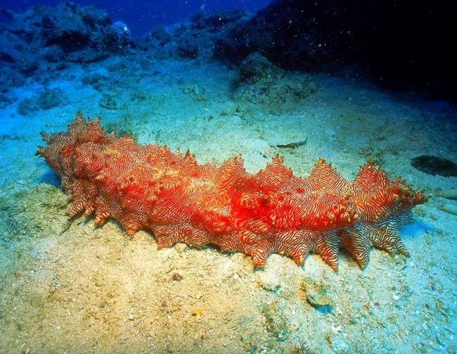 「極東、特にオホーツク海、日本、東シナ海でホロチュリアまたはトレパンに会うことができます」