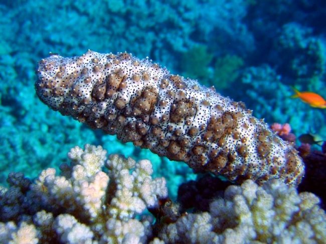 「トレパンは魚、鳥、節足動物、哺乳類を恐れていません。しかし彼には敵がいます-これは人間とヒトデです」