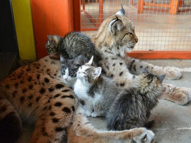 「子猫とライオンアレナ」