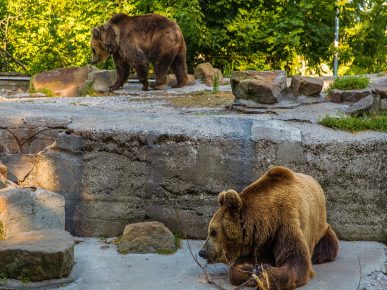 「動物園のクマ」