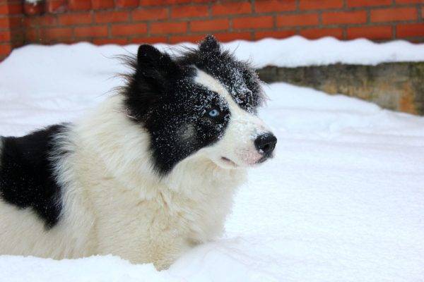 「雪の中のヤクートハスキー」