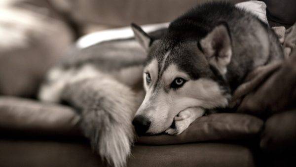 「犬の角膜潰瘍は記事を読む」