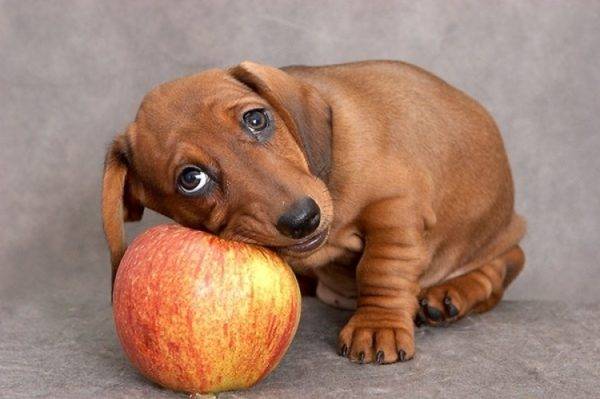 犬とリンゴ
